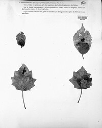 Hendersonia vulgaris image